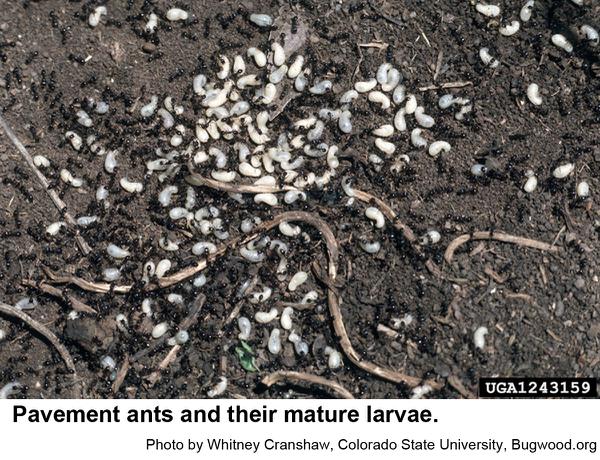 Pavement ant larvae